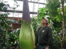 Amorphophallus-Apr282012 worlds tallest flower