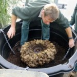 Staff planting the corm