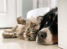 a dog and a cat. Image by Louis-Philippe Poitras