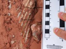 the fossil in red soil, with a ruler beside it